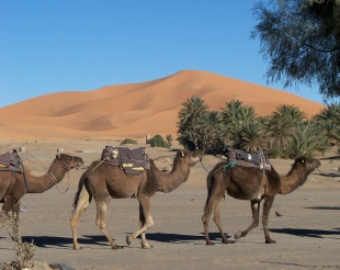 private 5 days Marrakech desert travel,5 days adventure Marrakech trip to Sahara