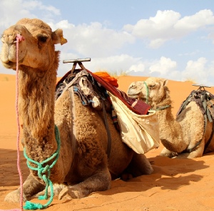 private 2 days tour from Fes to Merzouga and back