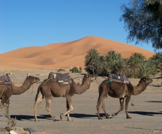 Photography Morocco desert,Merzouga trekking photo gallery